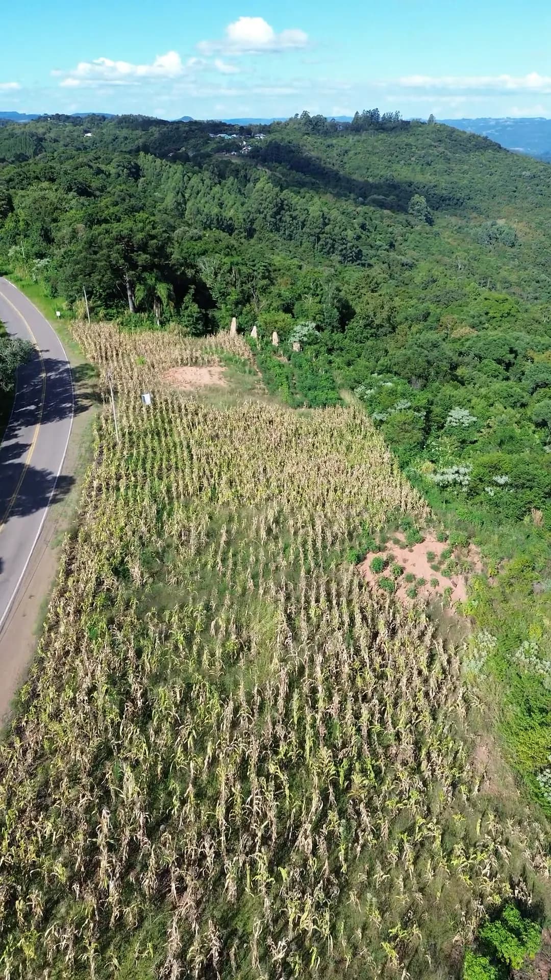 O terreno visto de cima, com a estrada à esquerda e a mata ao redor.