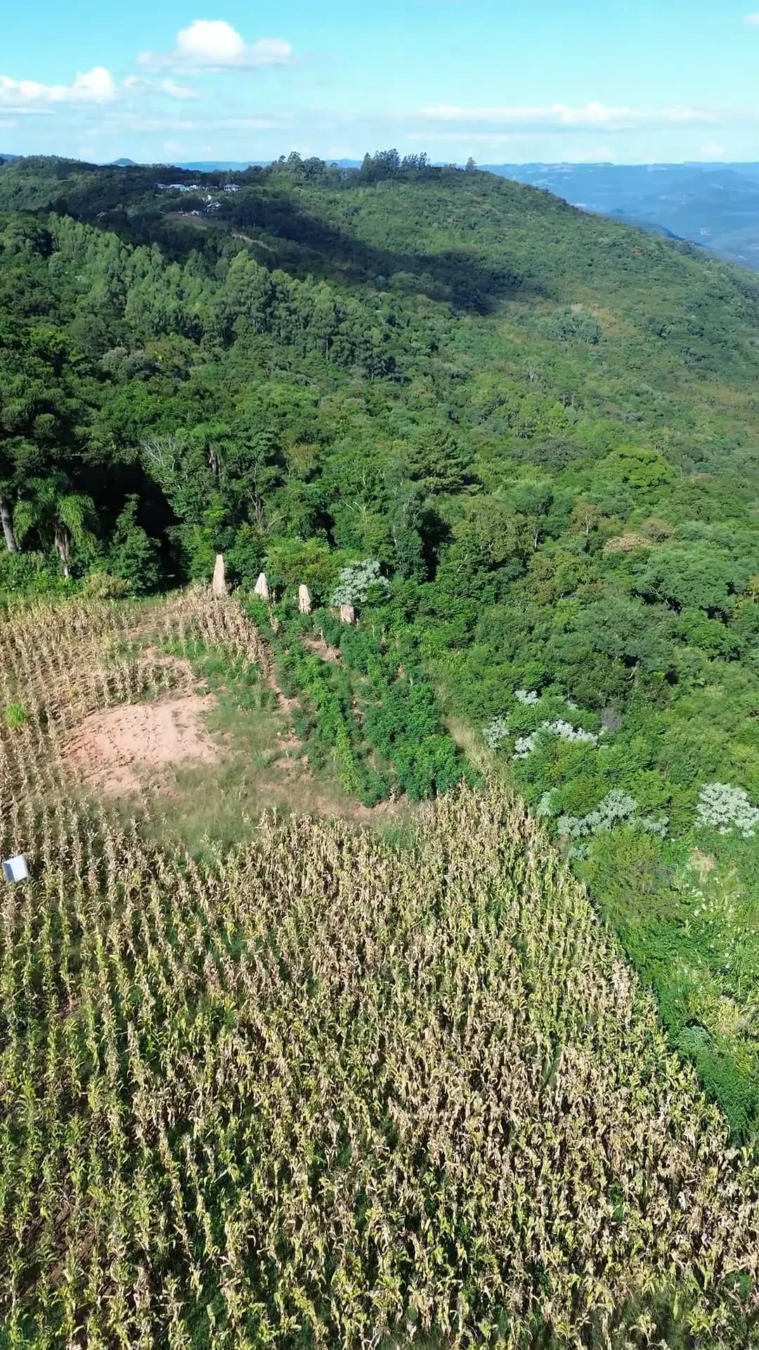 Faixa do terreno junto à mata, com marcos brancos na borda.