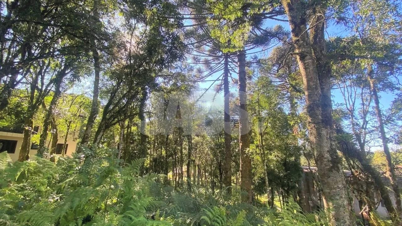 Terreno com mata