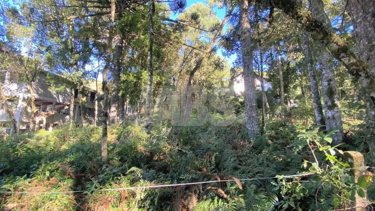 Terreno com araucárias