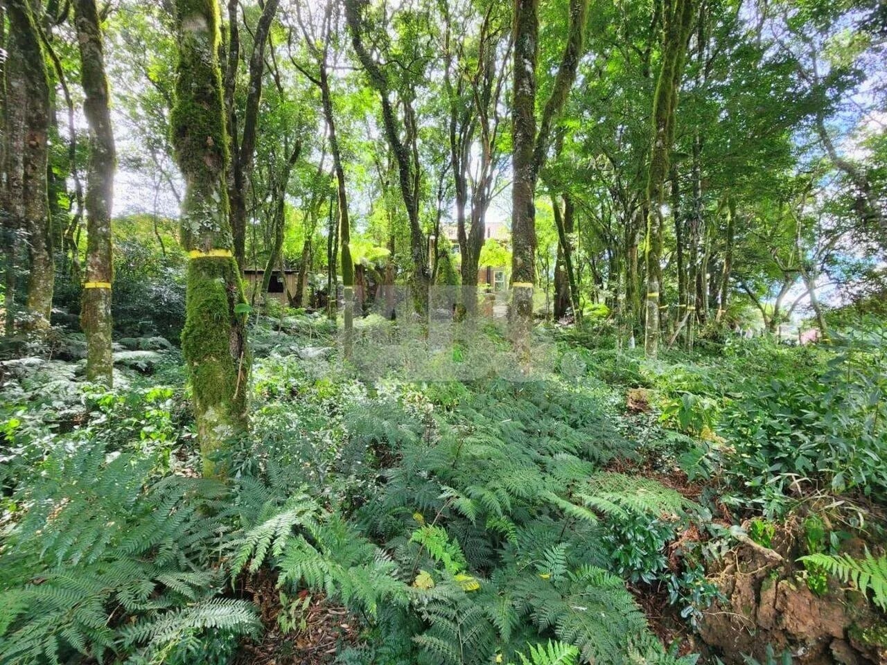 Terreno de 681 m² na Vila do Cedro, foto 2
