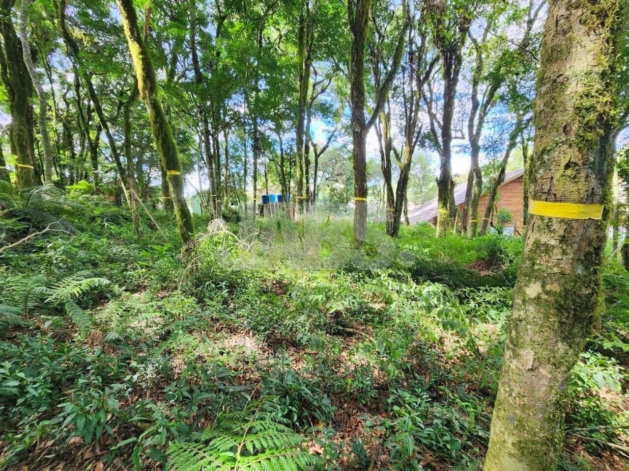 Terreno de 681 m² na Vila do Cedro, foto 6