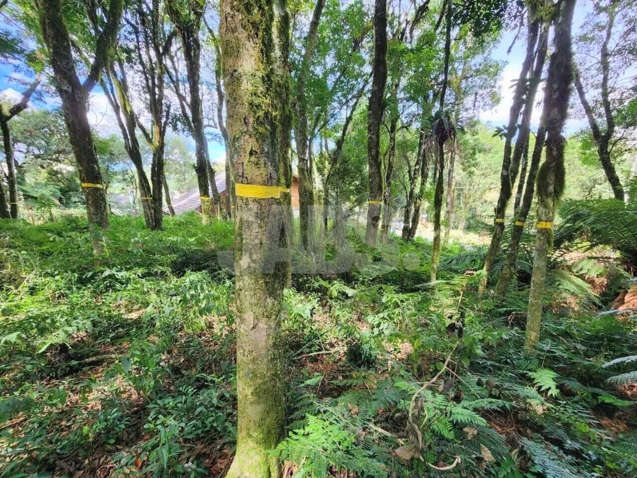 Terreno de 681 m² na Vila do Cedro, foto 7