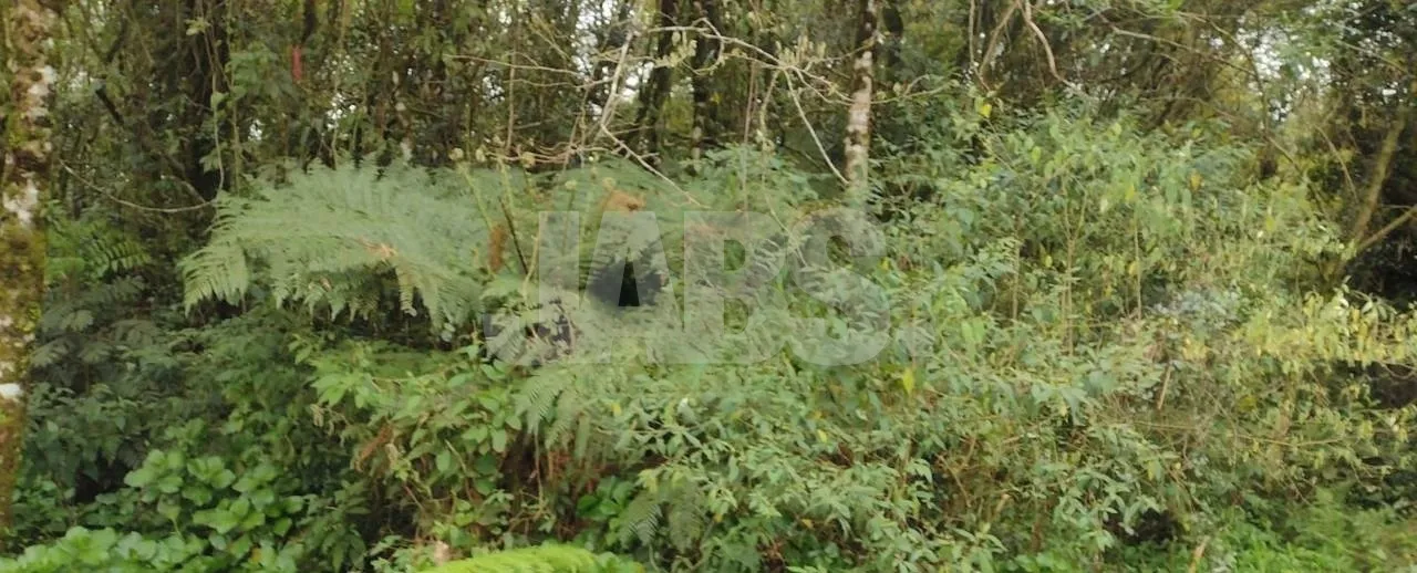 Terreno de 777 m² com privacidade no Alpes Verdes, foto 4