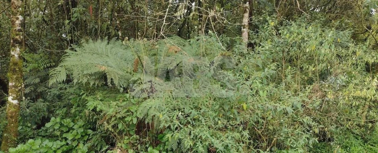 Terreno de 777 m² com privacidade no Alpes Verdes, foto 6