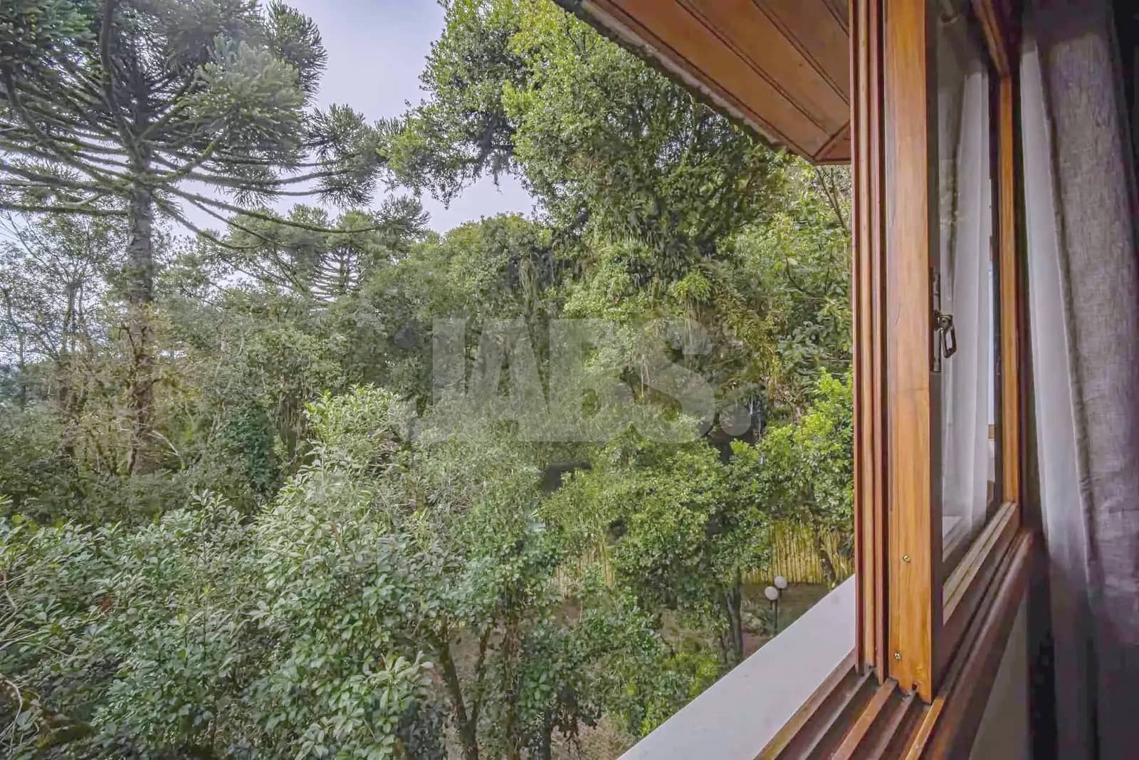 Vista da janela para a mata de araucárias