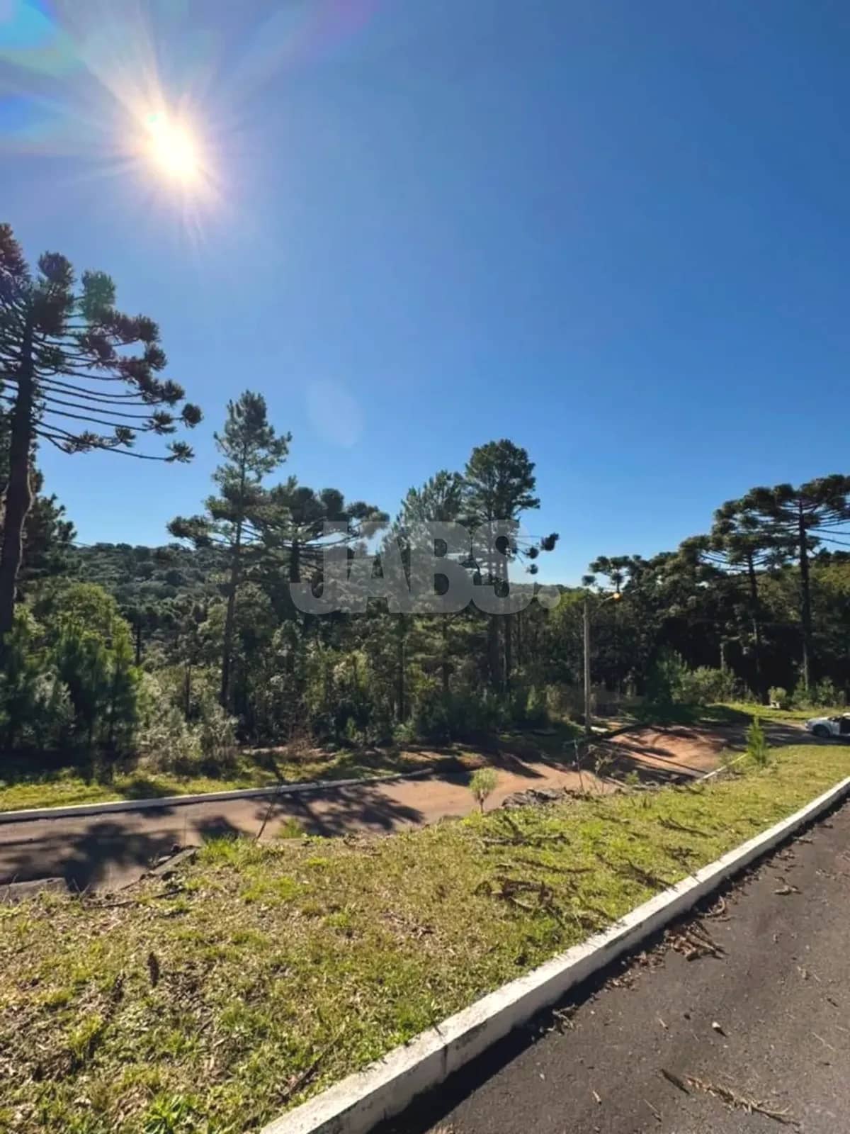 Terreno com vegetação e araucárias sob o céu azul