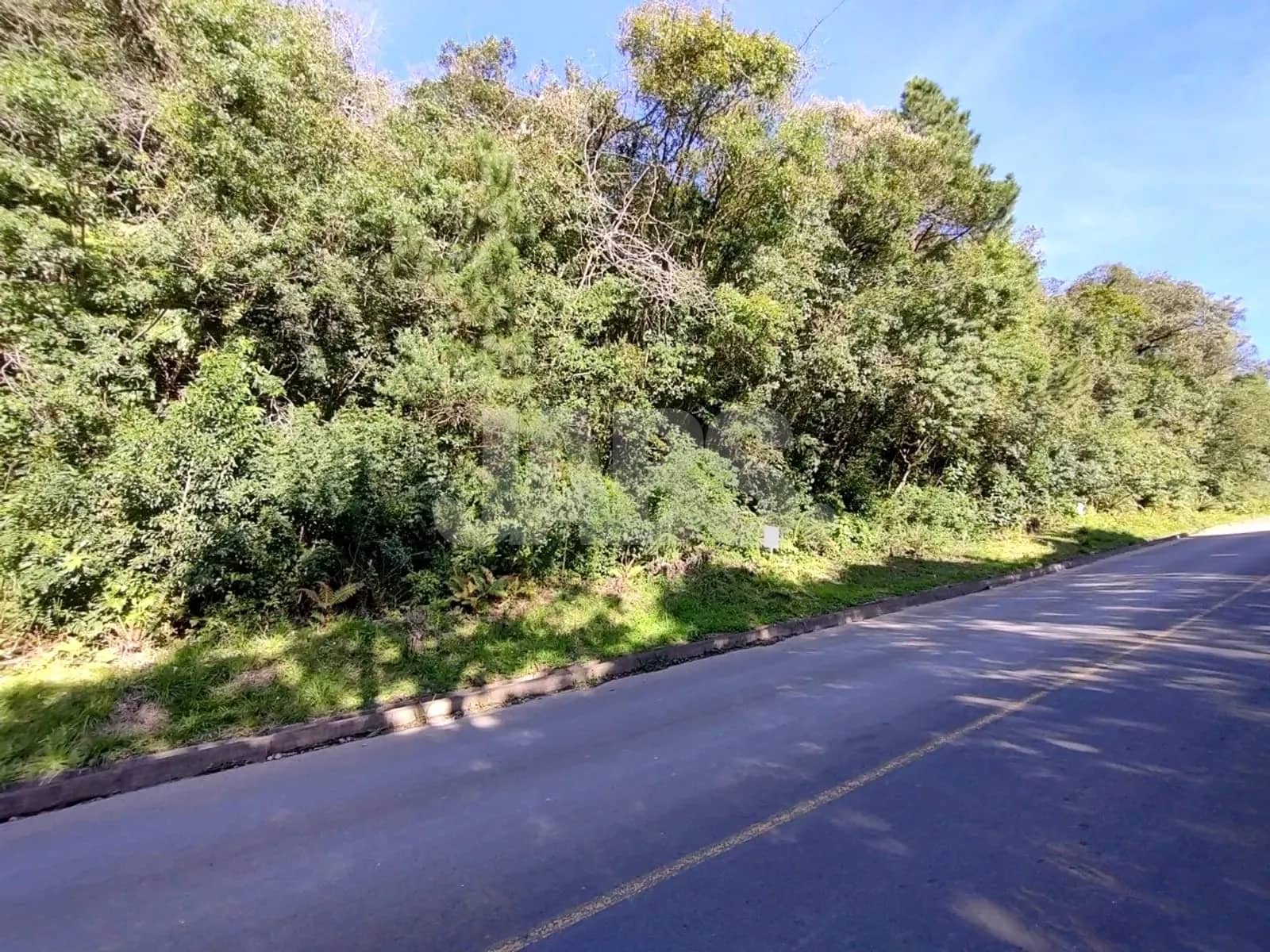 Terreno coberto de mata nativa na beira da rua asfaltada
