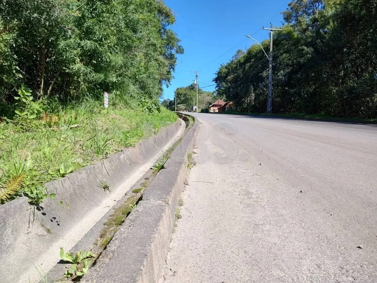 Subida da rua com mata nativa nas laterais