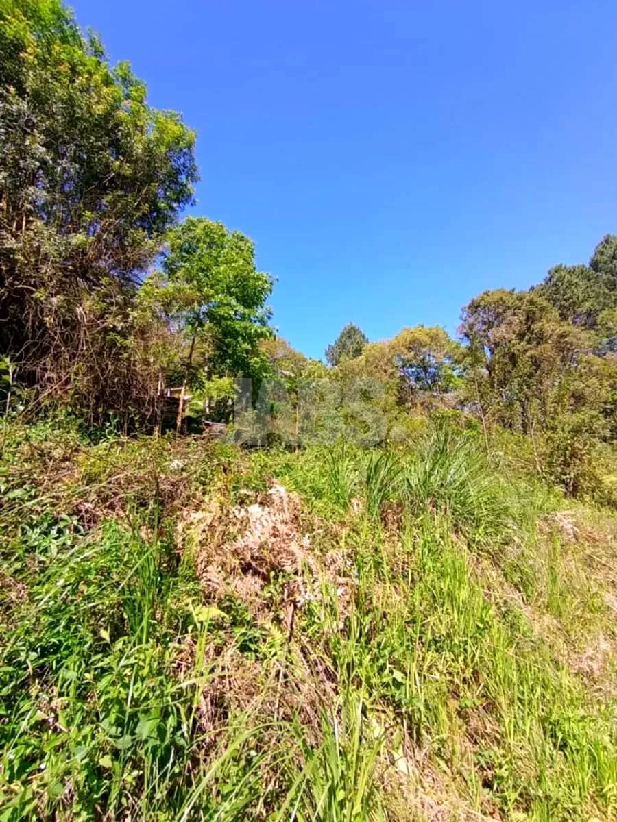 Terreno com capim alto e árvores de grande porte
