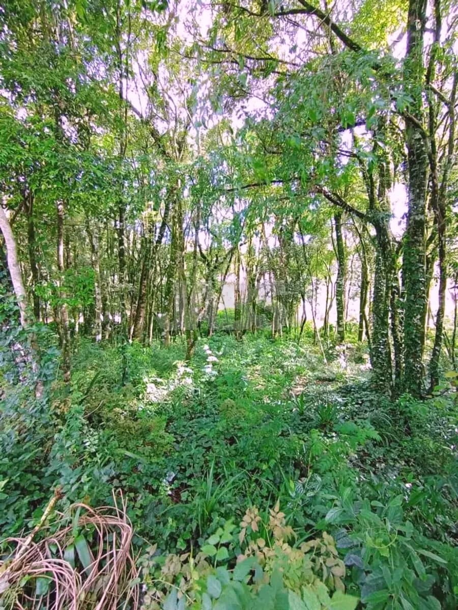 Interior do terreno com mata