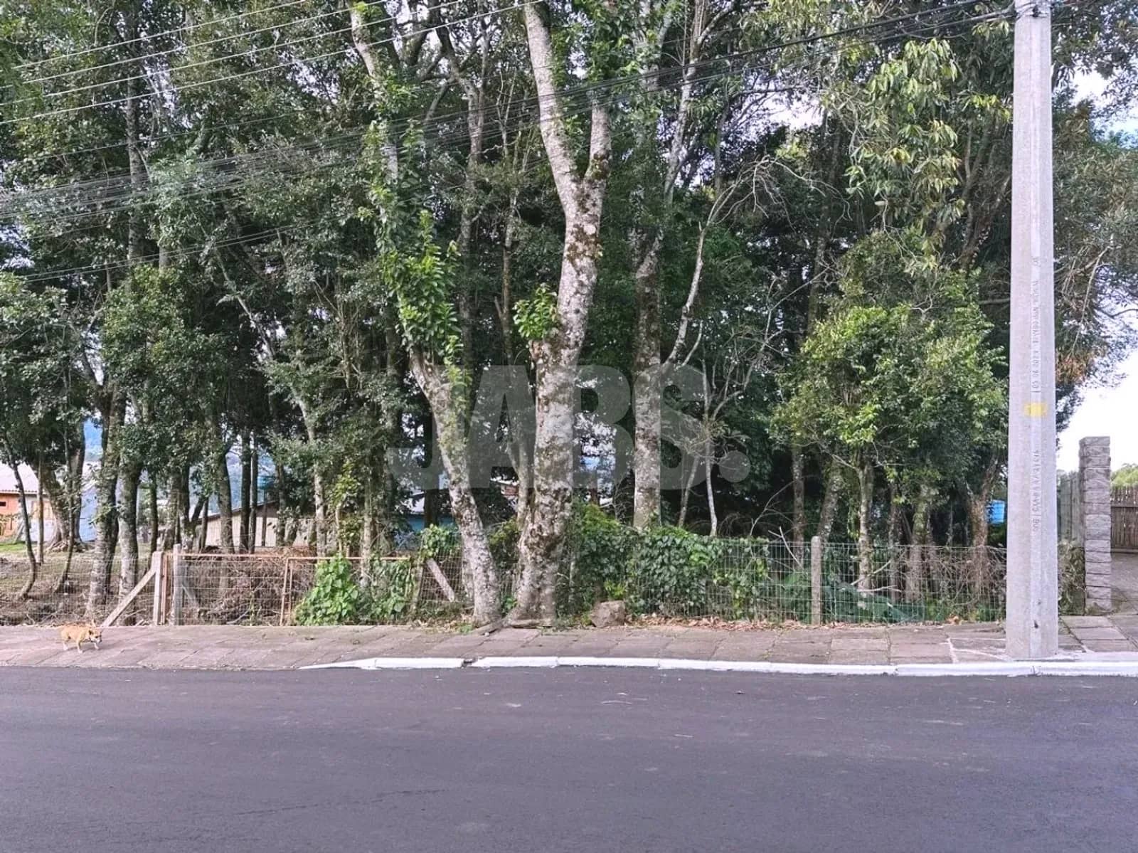 Testada do terreno com árvores nativas