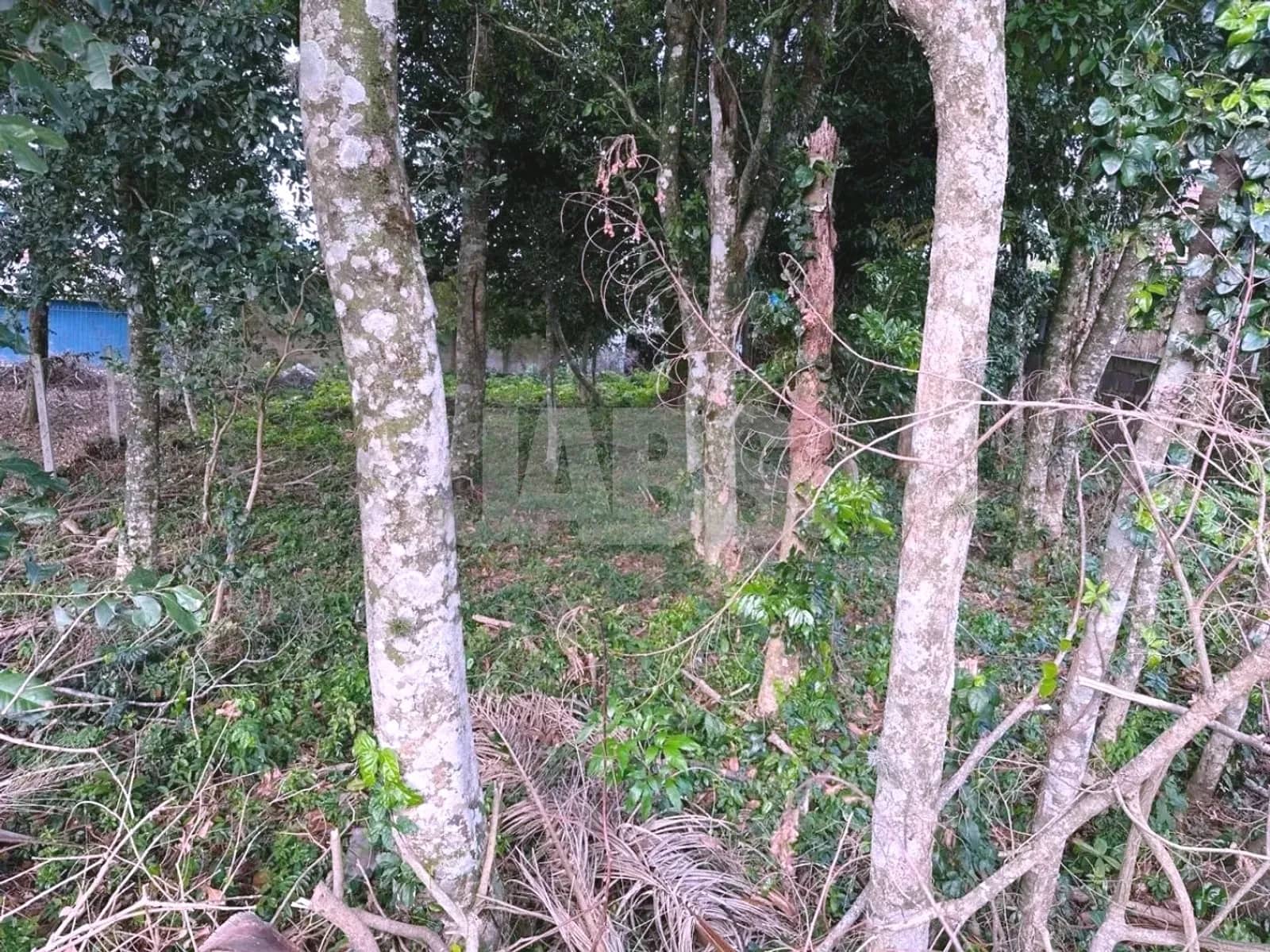 Interior do terreno com vegetação