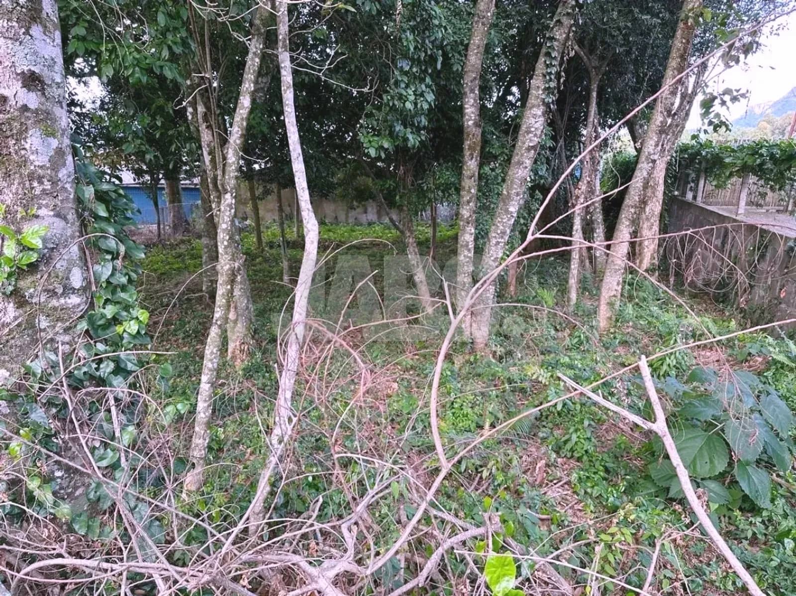 Vegetação nativa no fundo do terreno