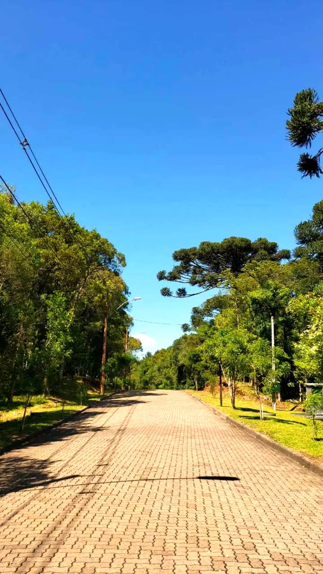 Rua arborizada do condomínio