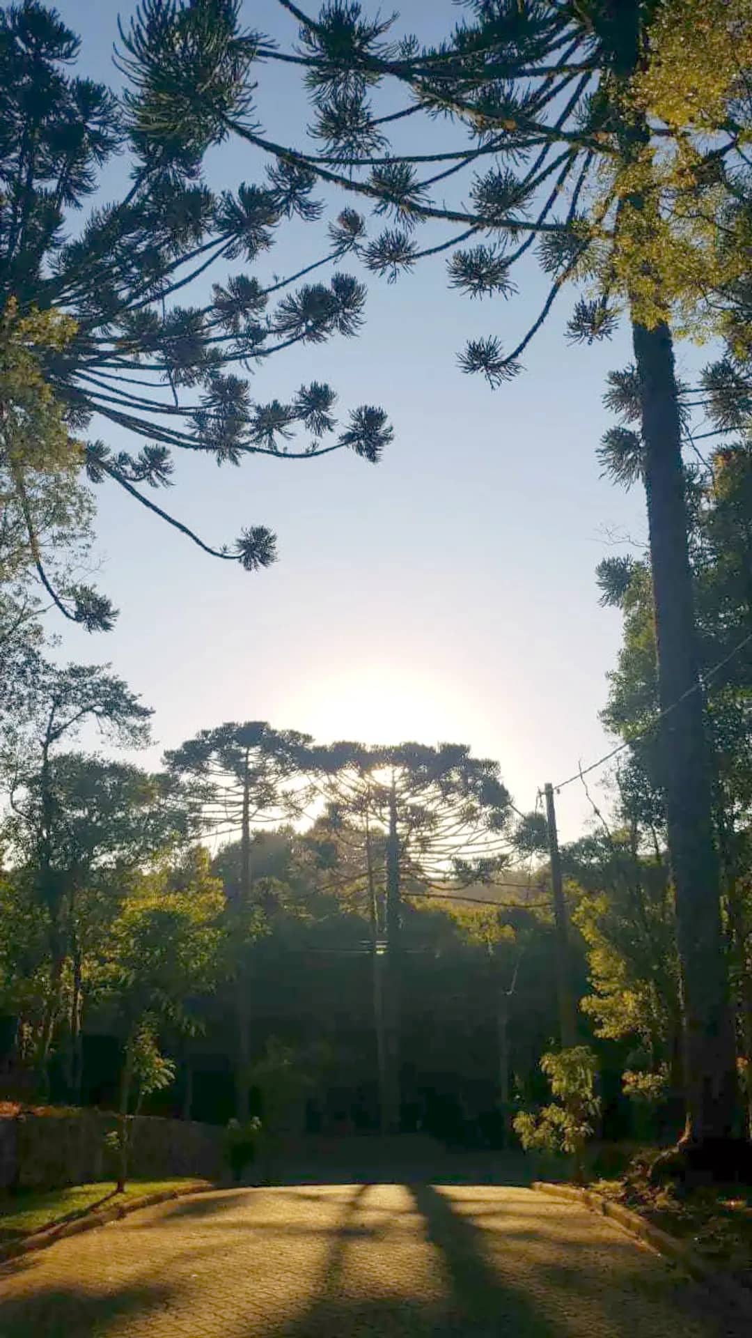 Araucárias ao entardecer