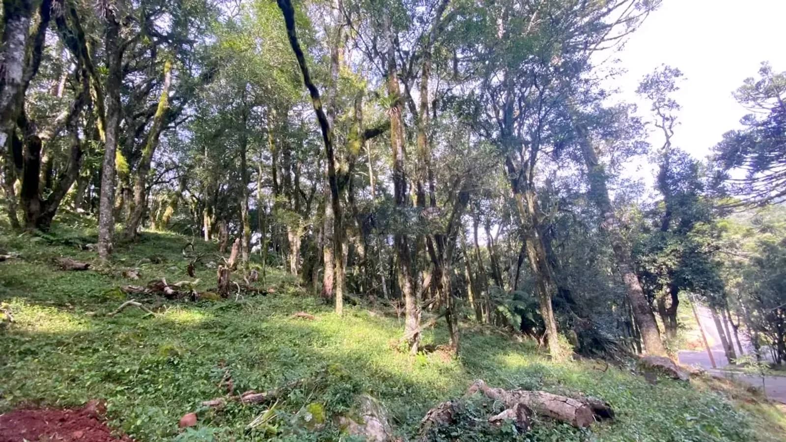 Árvores nativas no lote
