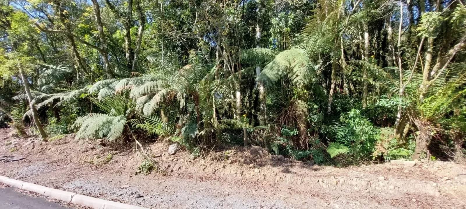 Vegetação nativa com xaxins na frente do lote