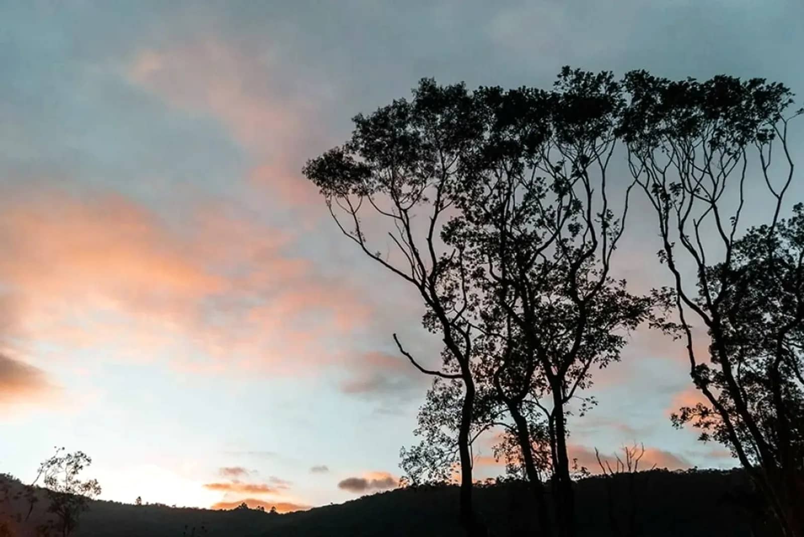 Árvores nativas ao entardecer