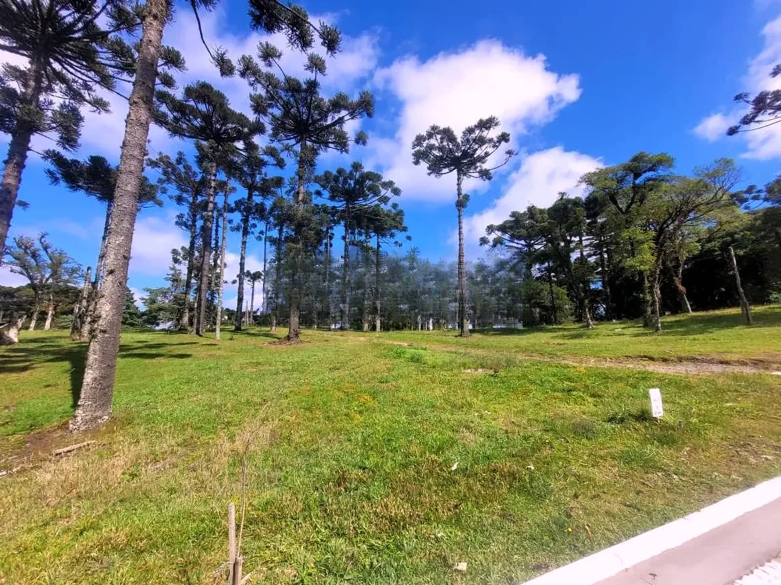 Vista do terreno e das araucárias