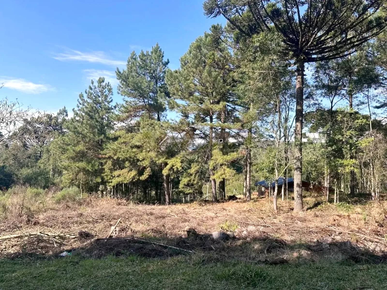 Pinheiros e araucárias no terreno