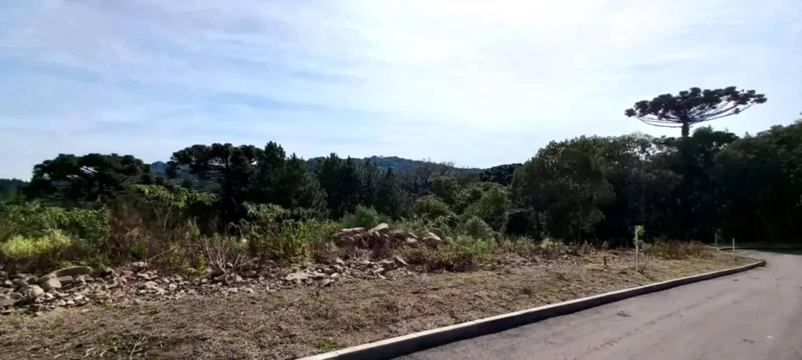 Terreno junto à rua pavimentada, com araucárias ao fundo