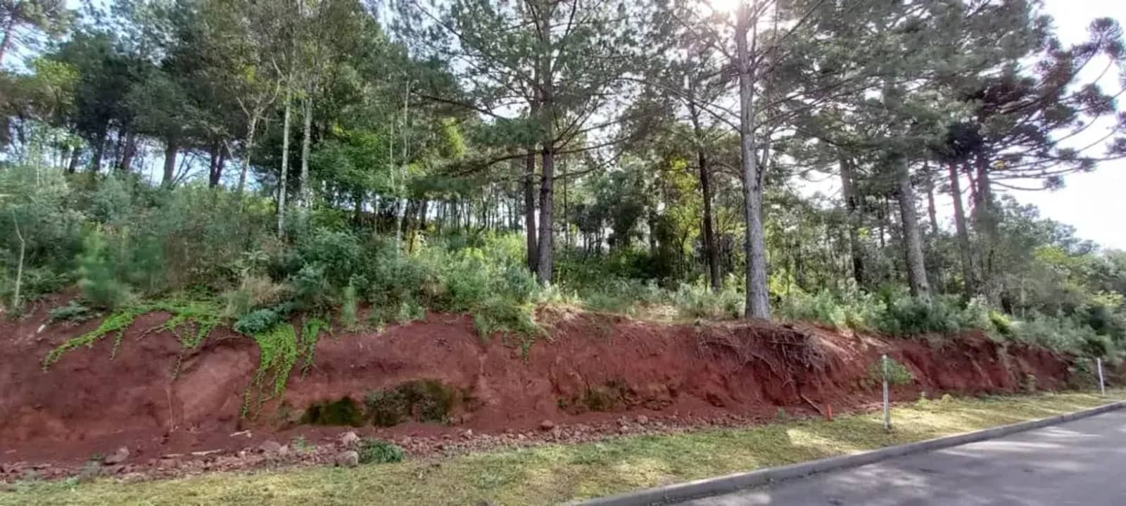Terreno de 450 m² arborizado no Dutra