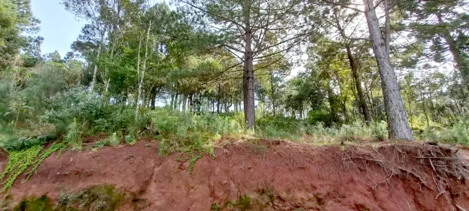 Terreno de 450 m² arborizado no Dutra, foto 3