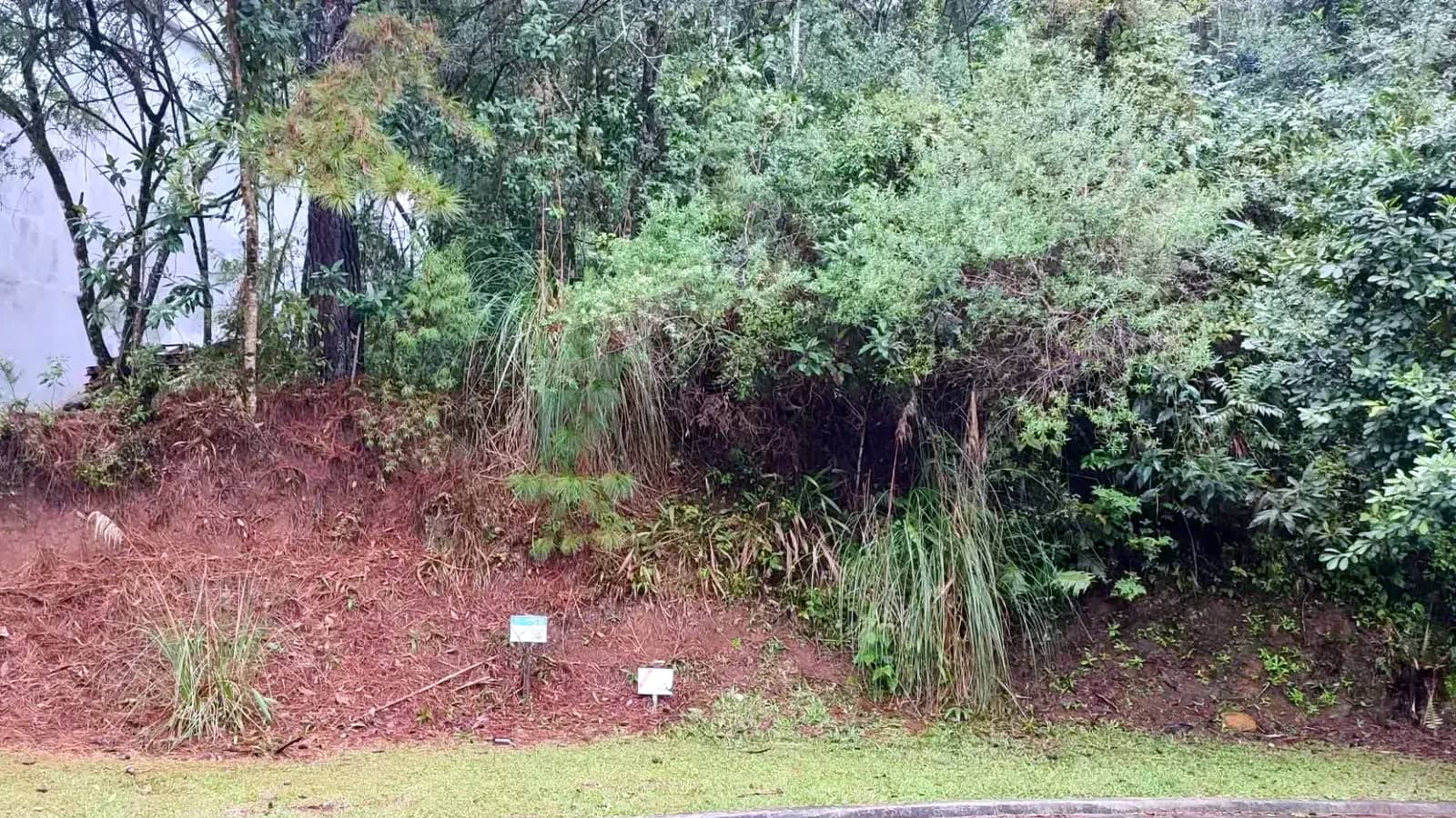 Frente do terreno com vegetação