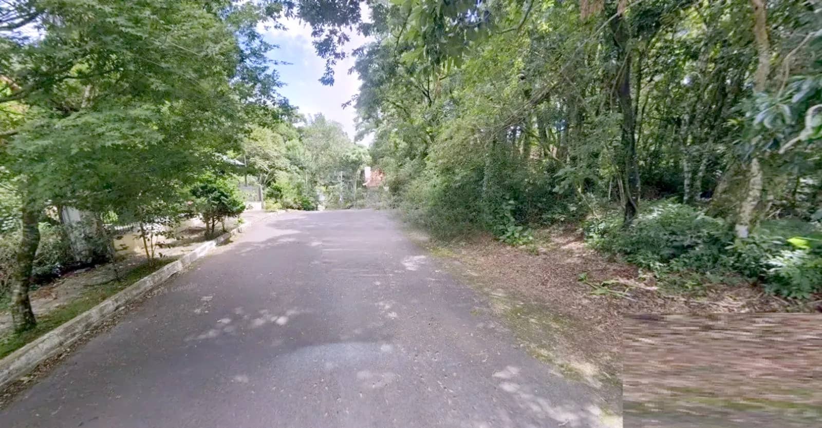 Rua tranquila entre a mata