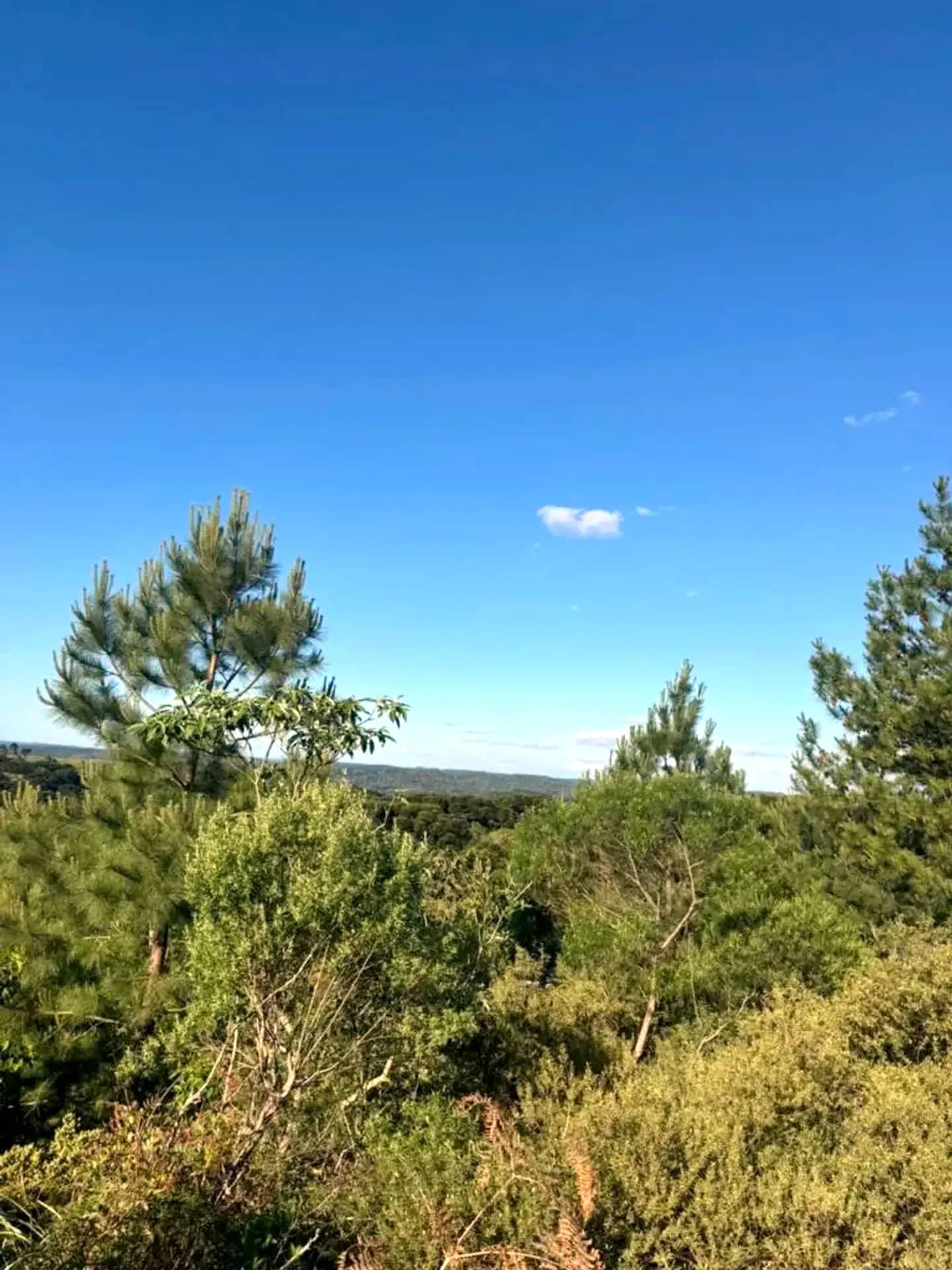 Mata preservada em frente ao terreno