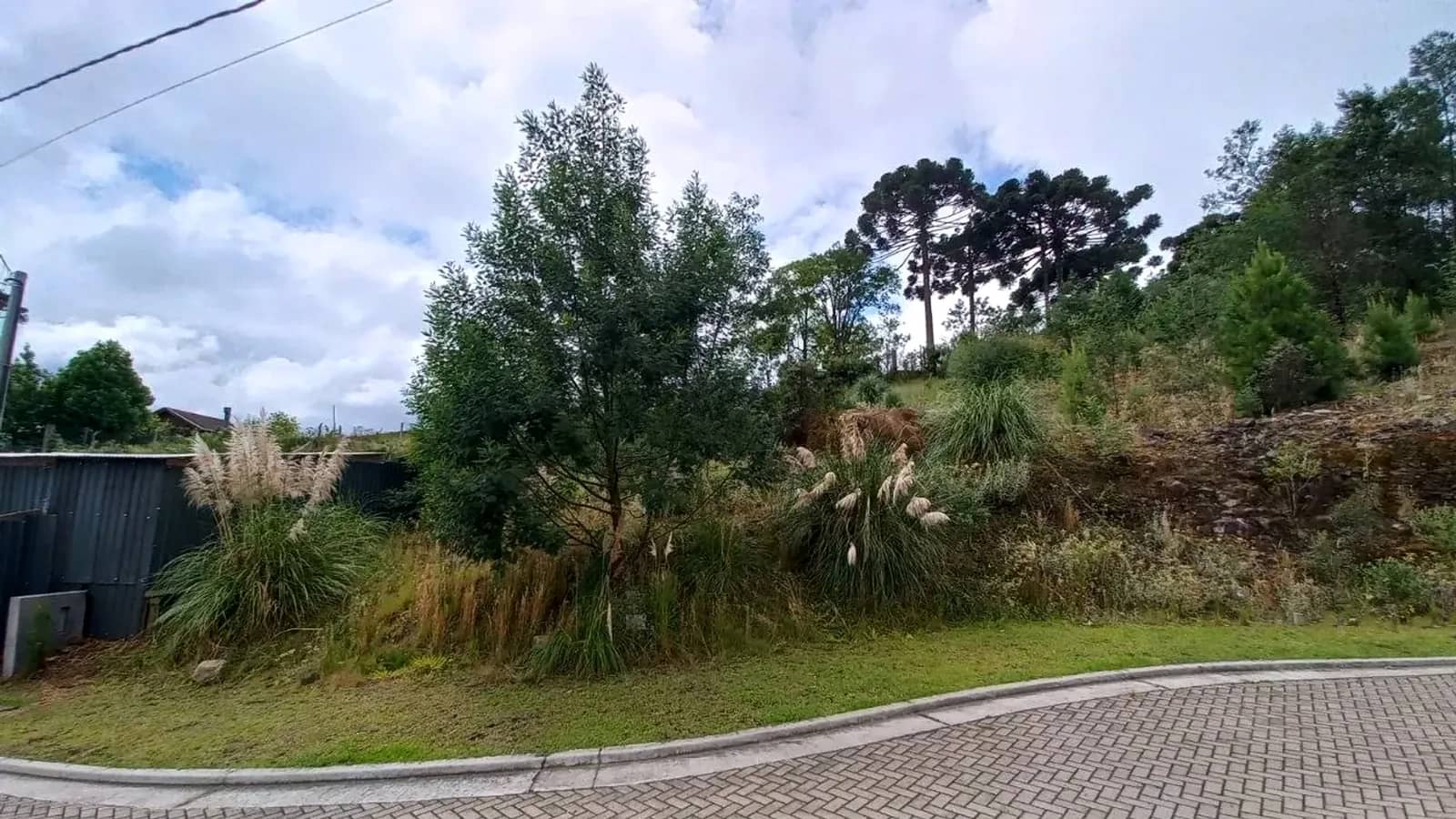 Vegetação do terreno