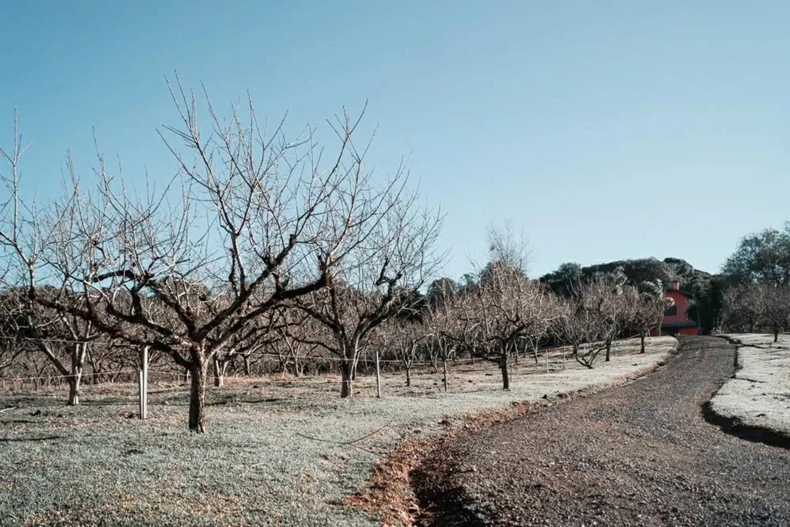 Estrada interna entre as árvores no inverno
