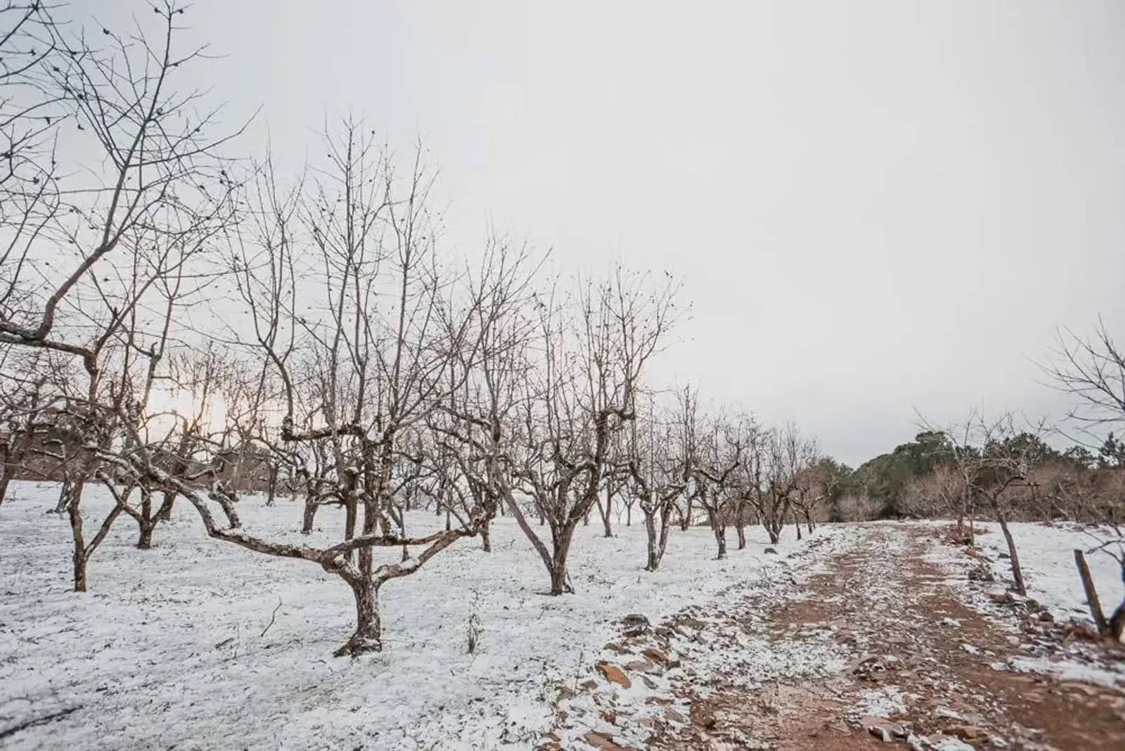 Geada sobre o pomar no inverno
