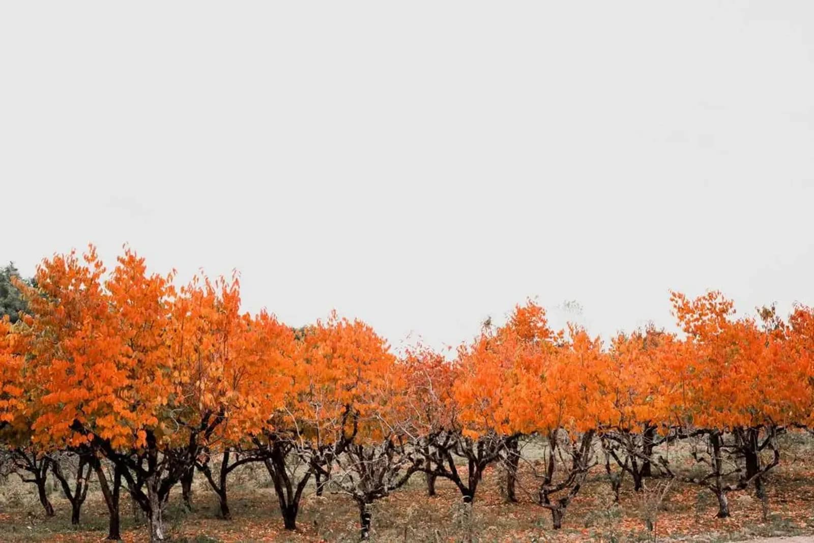 Fileira de árvores do pomar com folhas laranja