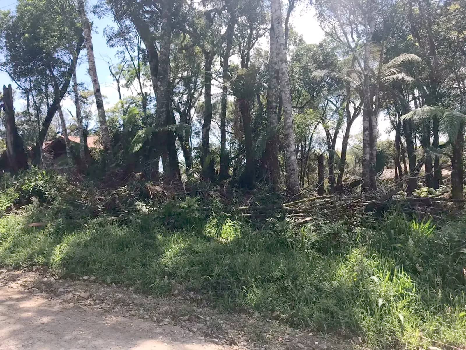 Mata nativa no terreno