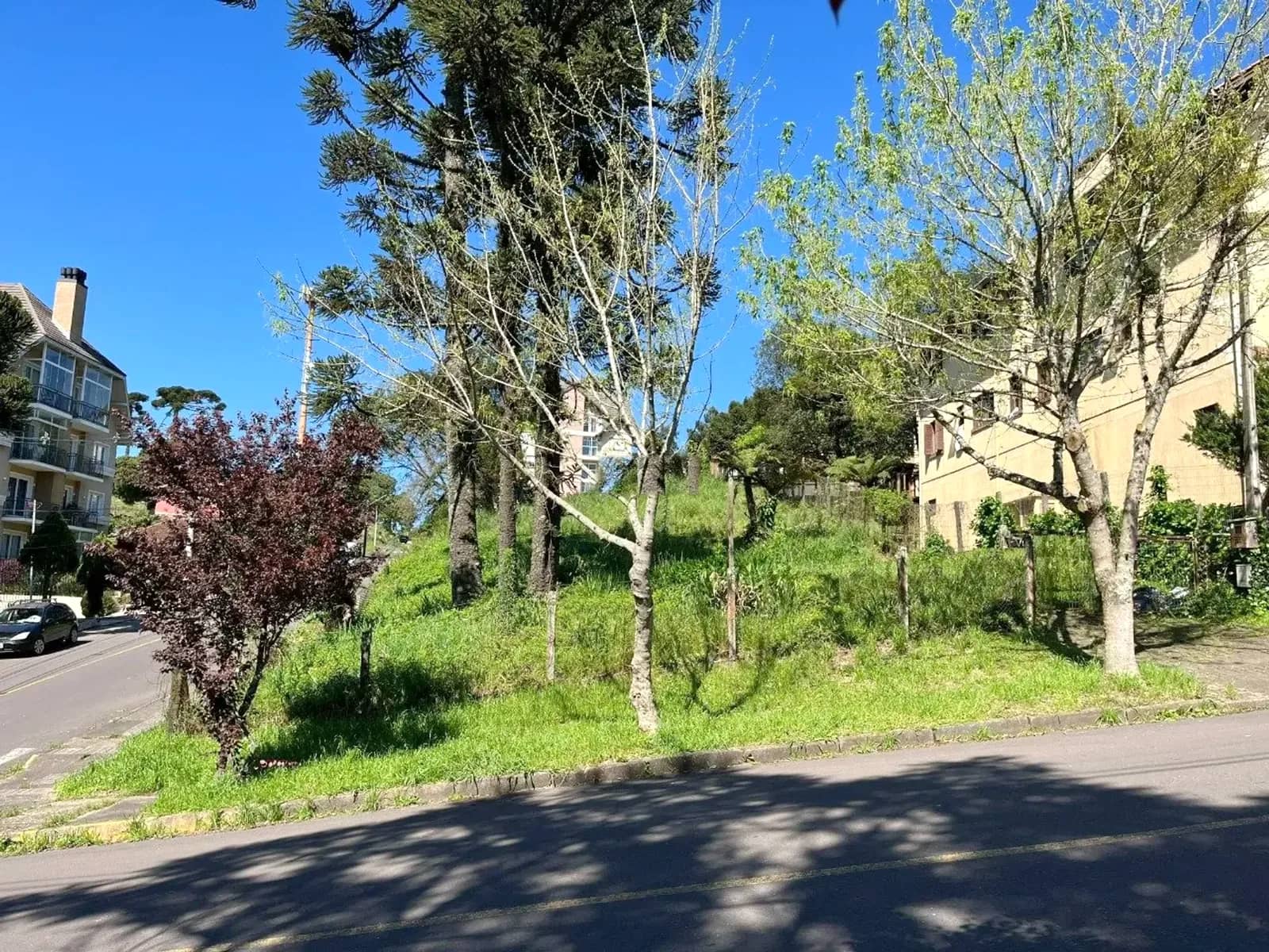Árvores e gramado na esquina do terreno