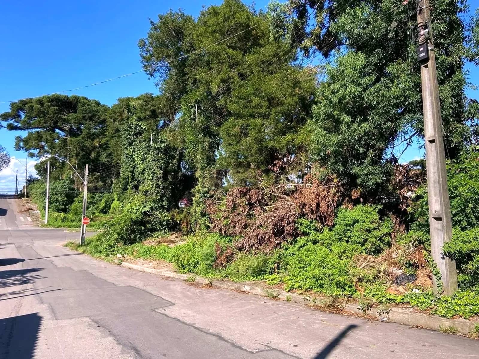 Frente do terreno com vegetação