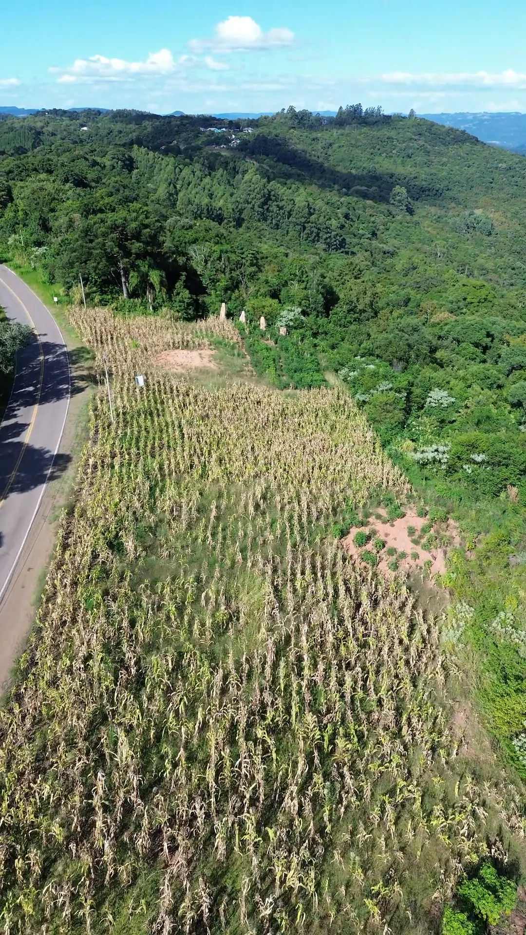 O terreno visto de cima, com a estrada à esquerda e a mata ao redor.