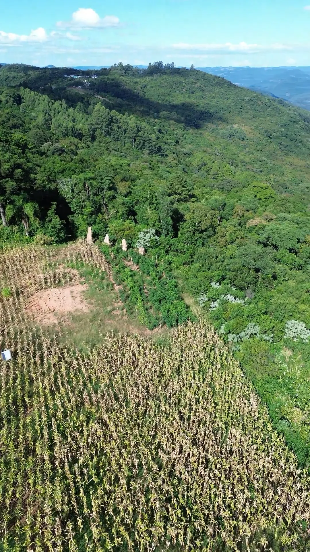 Faixa do terreno junto à mata, com marcos brancos na borda.